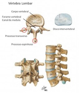 Anatomia da vertebra